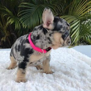 lola3