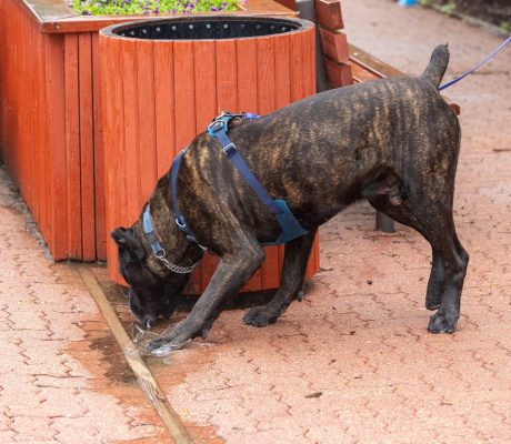 Grizz+Cane+Corso+Scent+Work