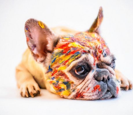 dog-3239720_1280